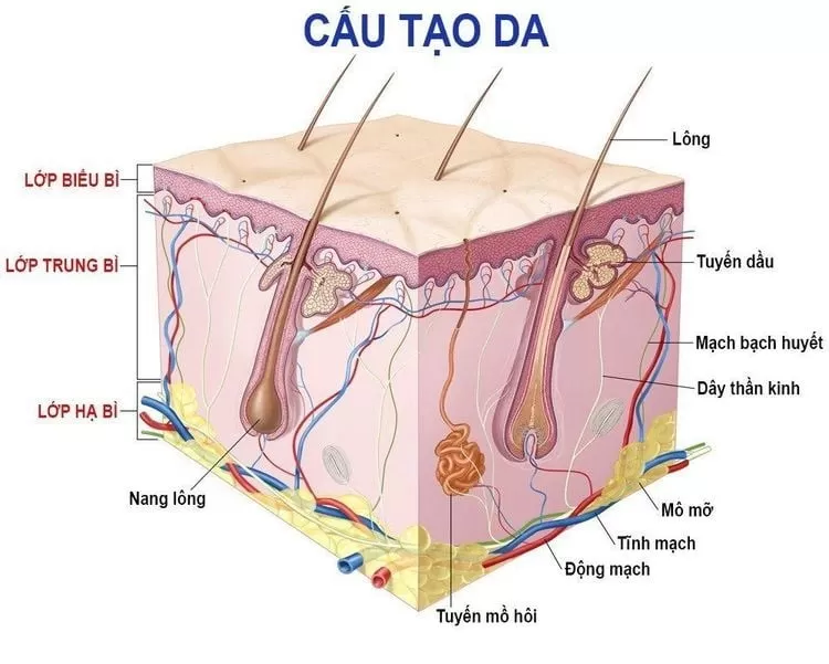 Ung thư tế bào vảy