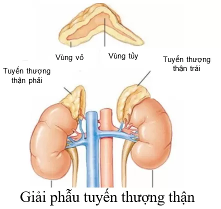 Các khối u tuyến thượng thận