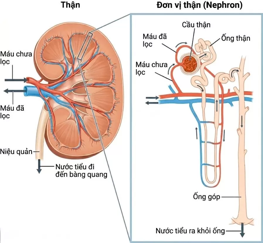 Xét nghiệm chức năng thận