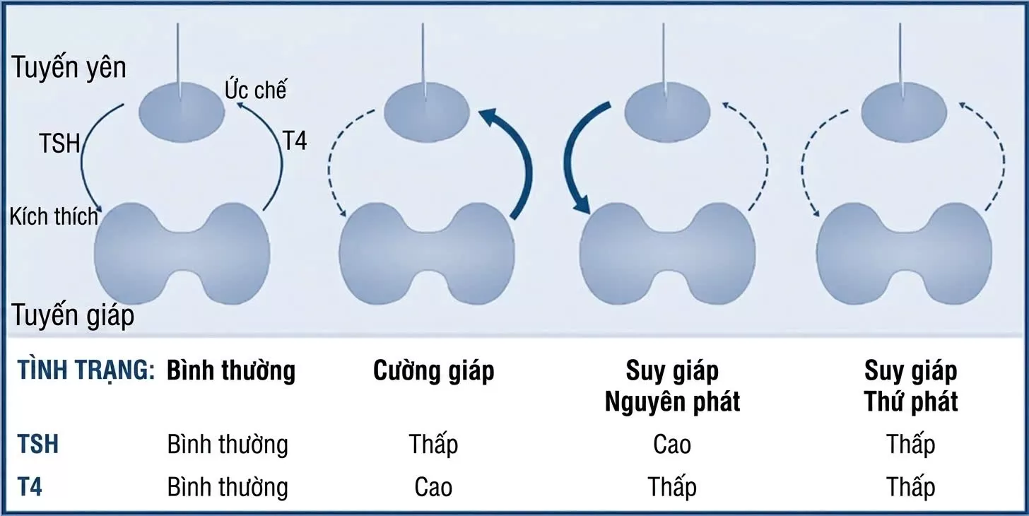 Các xét nghiệm chức năng tuyến giáp