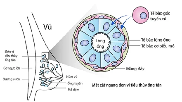 Câu hỏi: Ung thư vú có bắt buộc phải cắt bỏ toàn bộ tuyến vú không?
