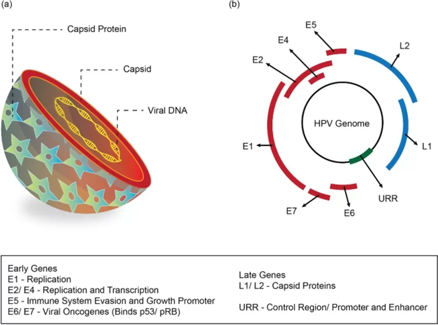 Xét nghiệm HPV DNA: Bước tiến đột phá trong sàng lọc Ung thư Cổ tử cung tại Bệnh viện Ung Bướu Hà Nội